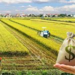 Thuế sử dụng đất nông nghiệp: Quy định, đối tượng và cách tính thuế chi tiết nhất năm 2025