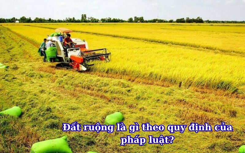 dat-ruong-la-gi-theo-quy-dinh-cua-phap-luat